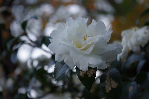 山茶花