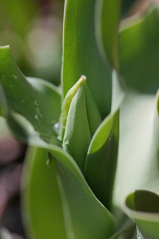 【春】すくすく