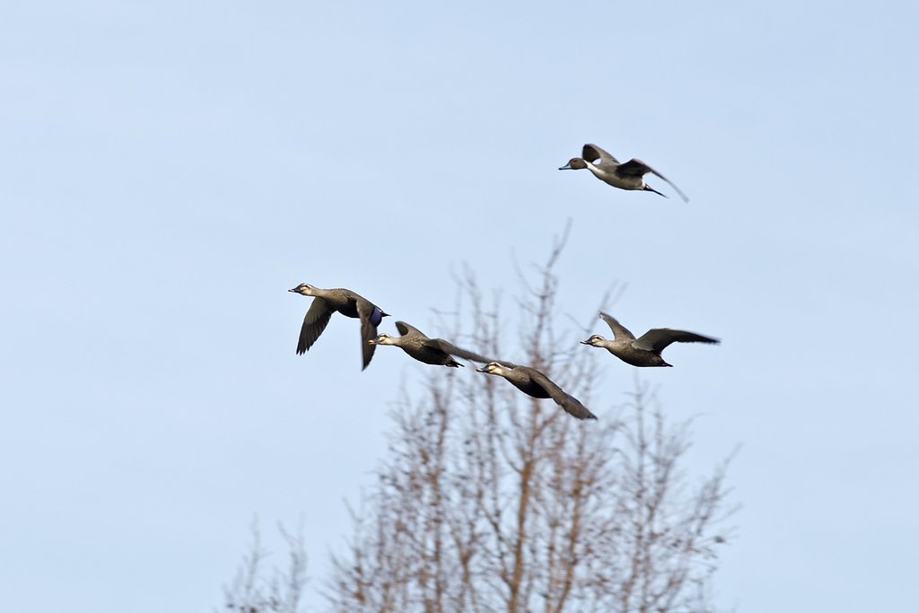 4+1・カモっち