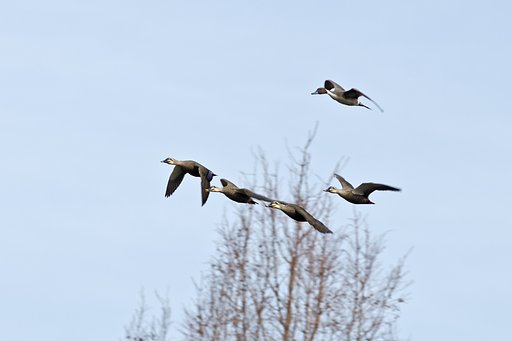 4+1・カモっち