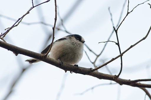 傍・エナガ