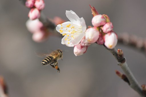 白梅の頃