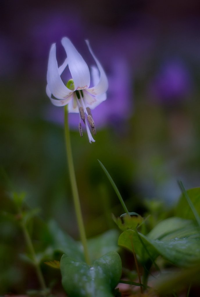 白いカタクリの花