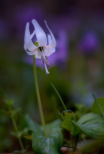 白いカタクリの花