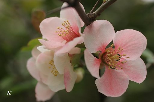 木瓜の花