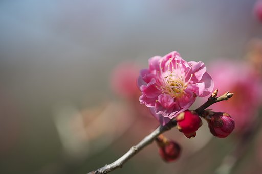ほのかに香る