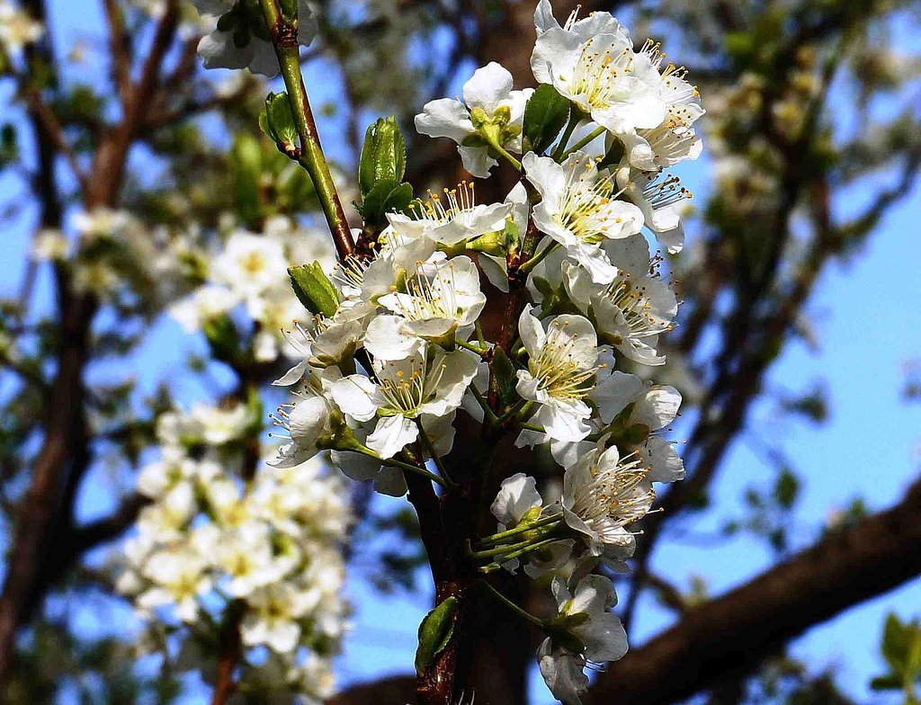 　　「犬桜」