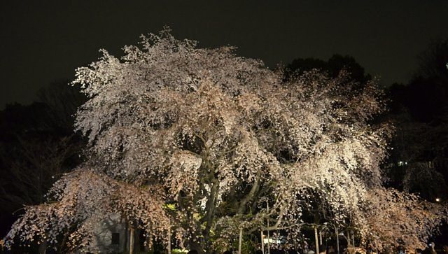 六義園しだれ桜