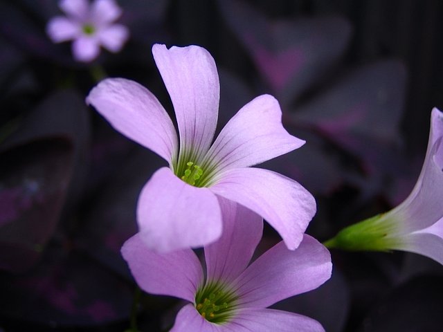　　[　おきざりす　］