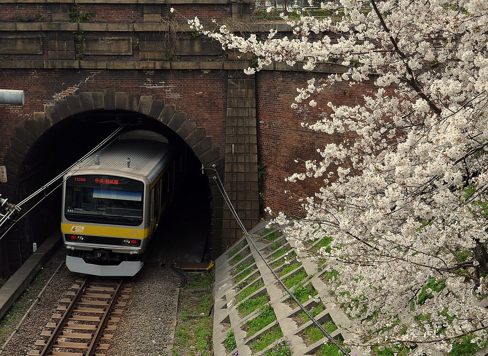 煉瓦と桜