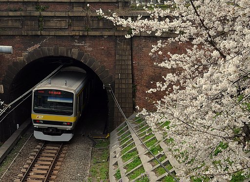 煉瓦と桜