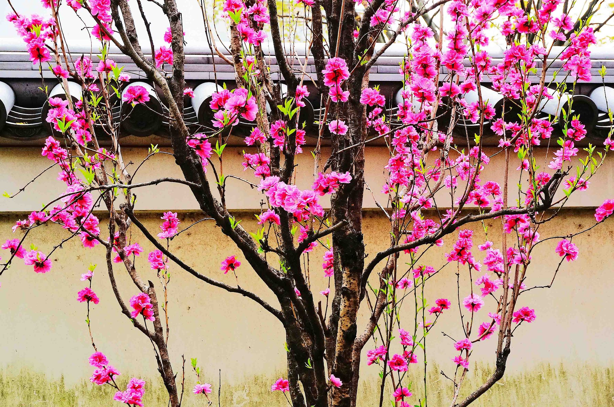 花桃