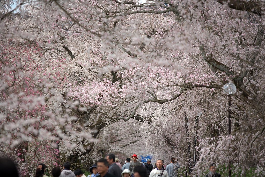 しだれ桜通り抜け