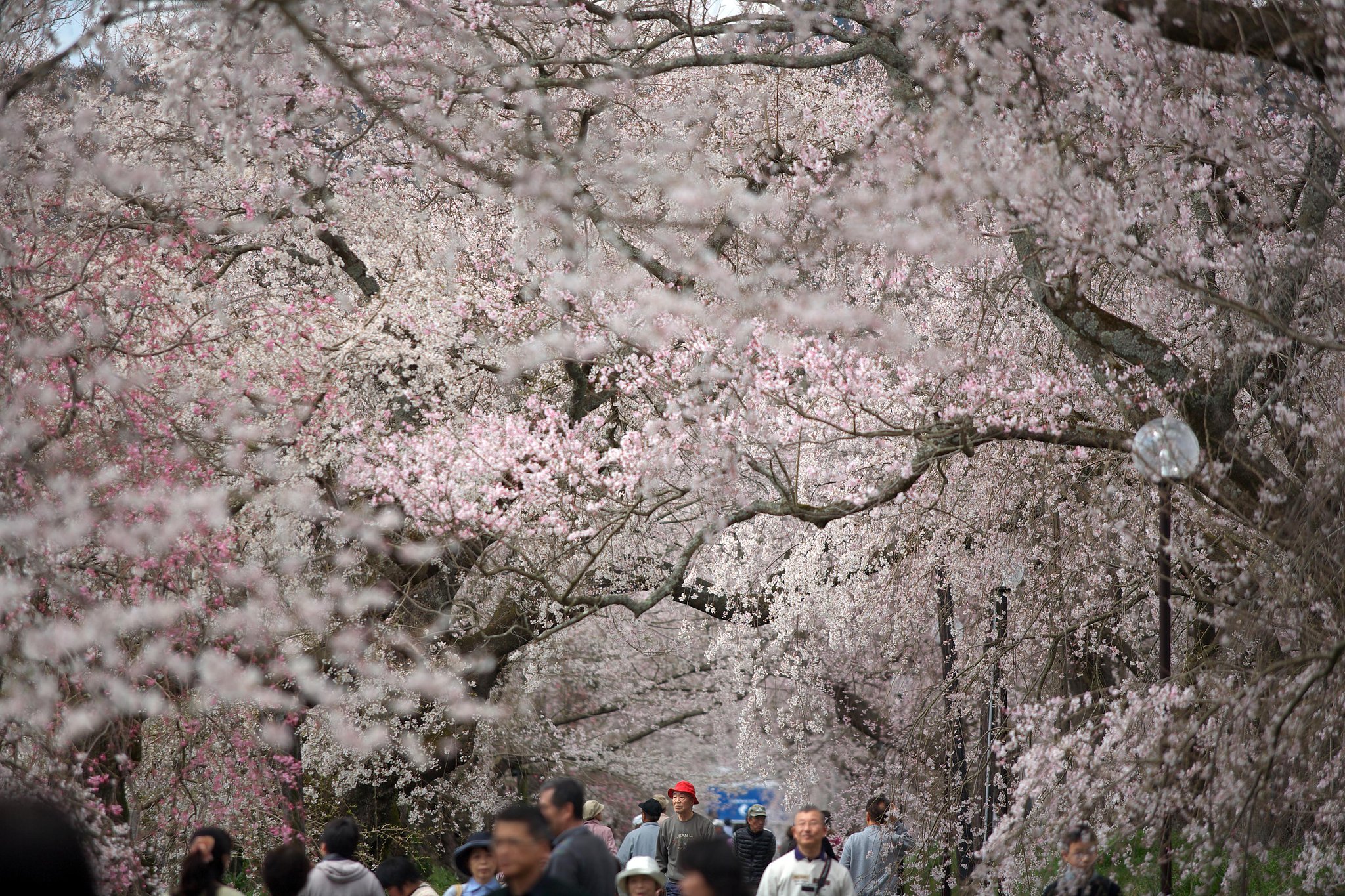 しだれ桜通り抜け
