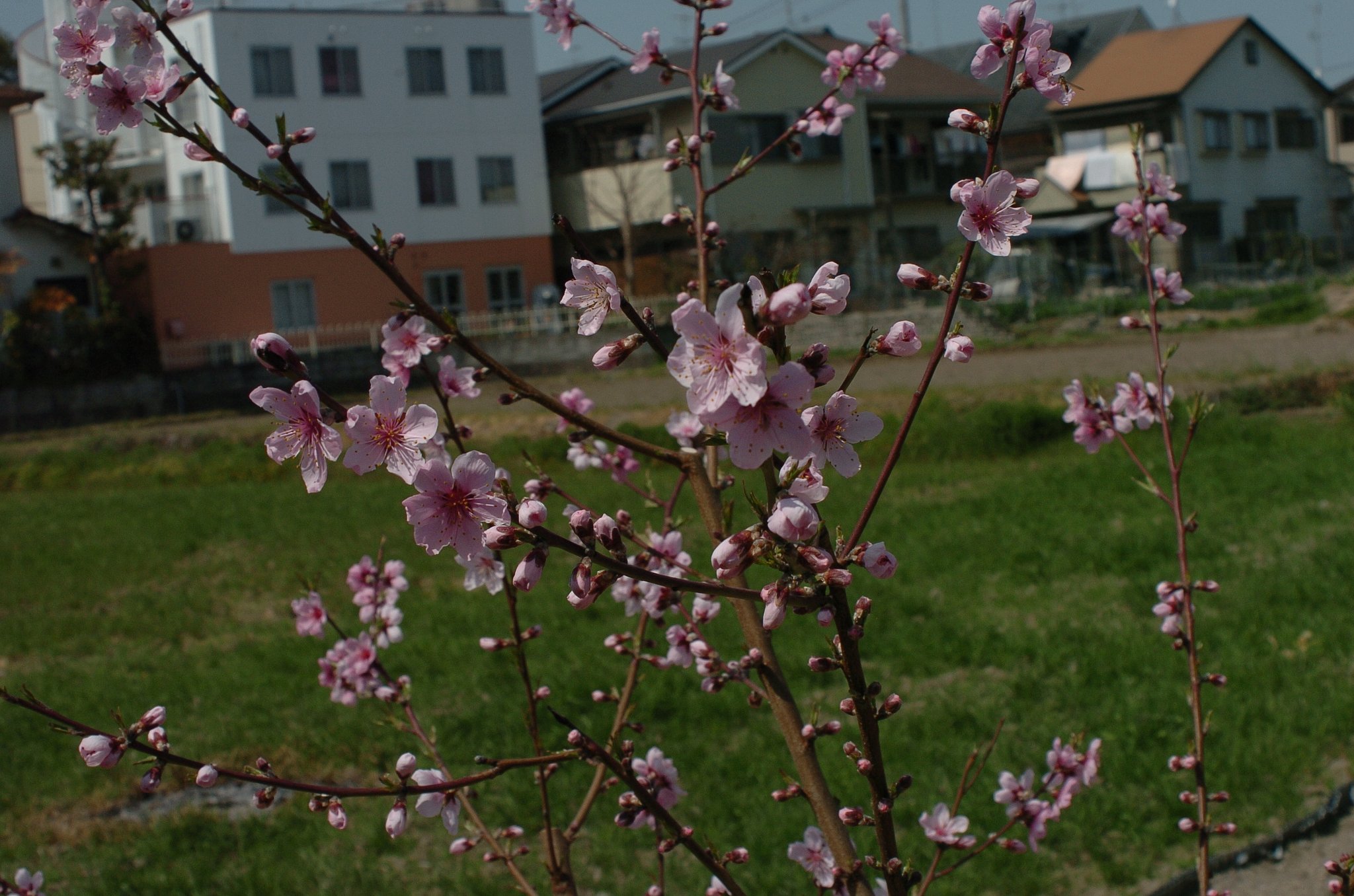 桃の花
