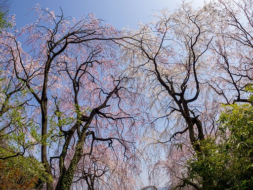 枝垂れ桜