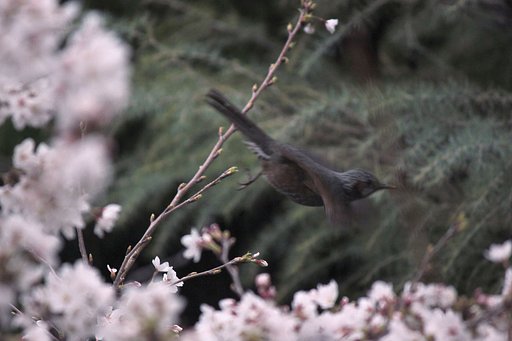 ヒヨが飛ぶ