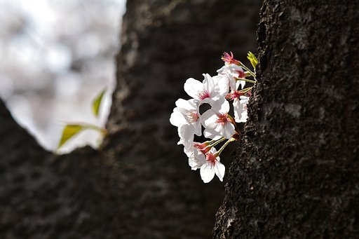 幹から・・・２