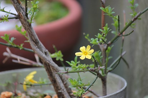 オウバイなごり花