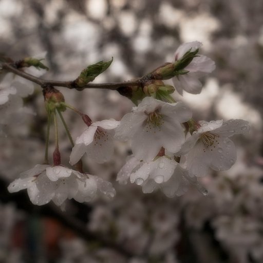 【スクエア】雨にも負けず