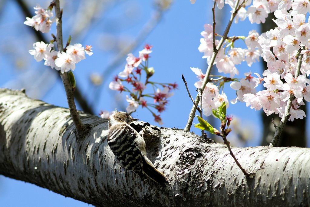 お花見