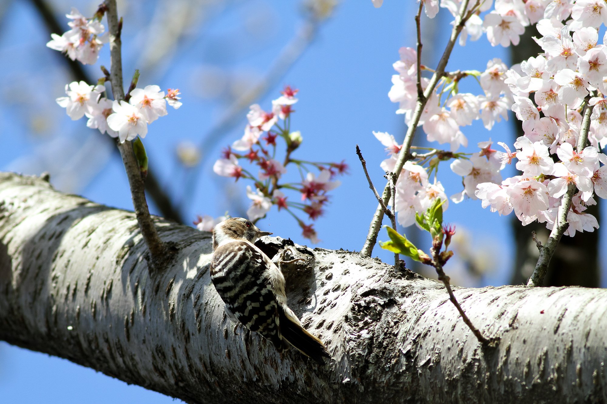 お花見