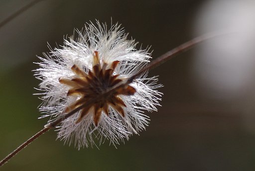 コウヤボウキ（高野箒）のそう果