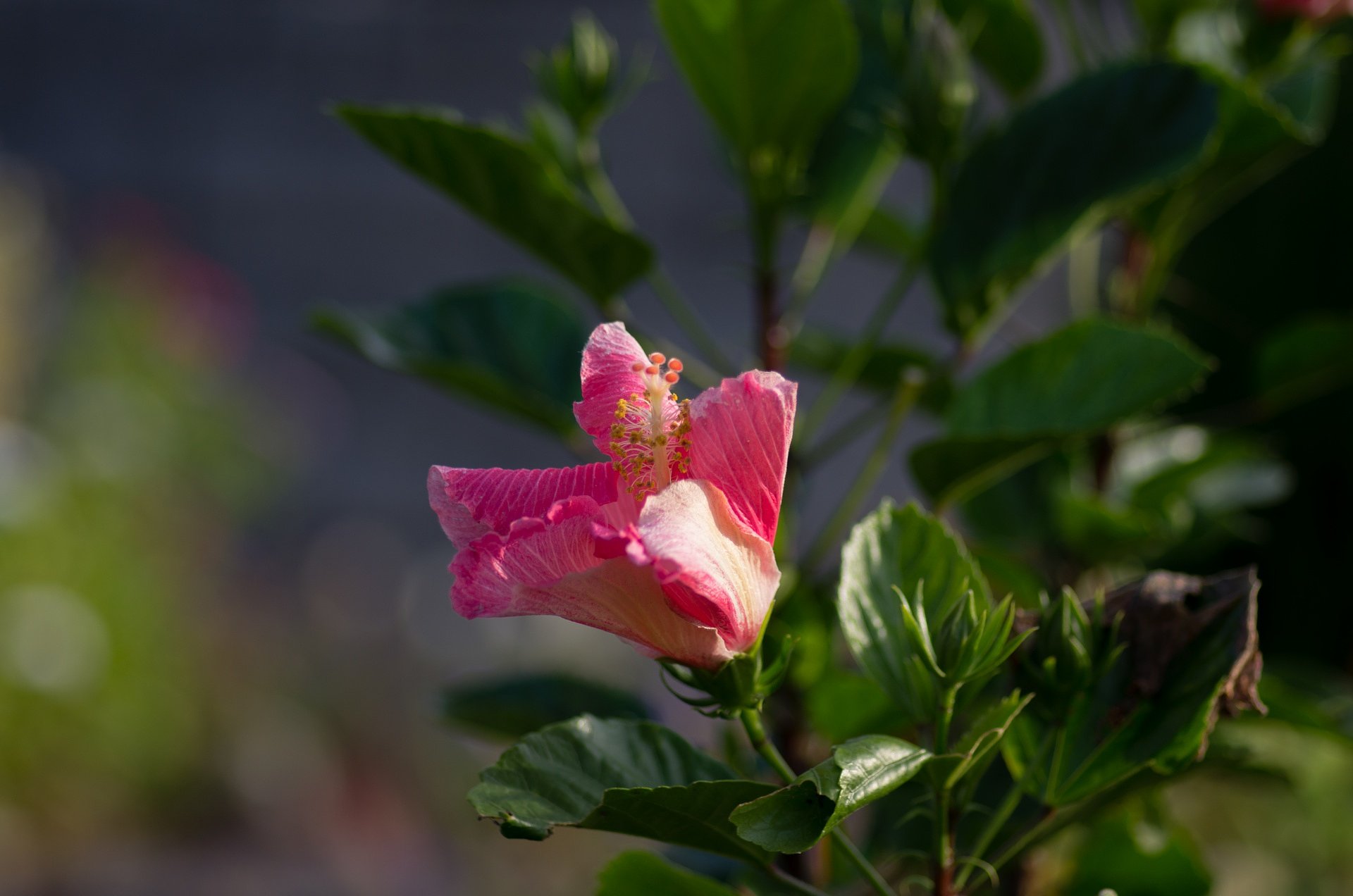 ハイビスカスに似た花が？