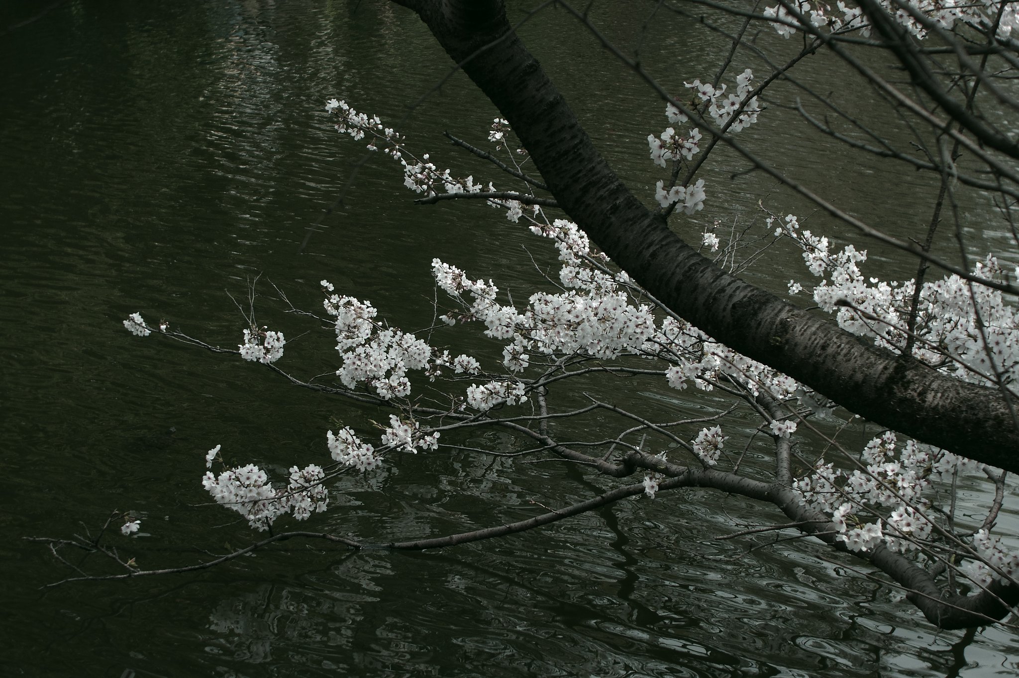 井の頭公園の桜