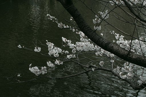 井の頭公園の桜