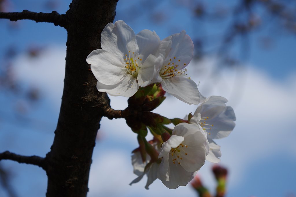 桜