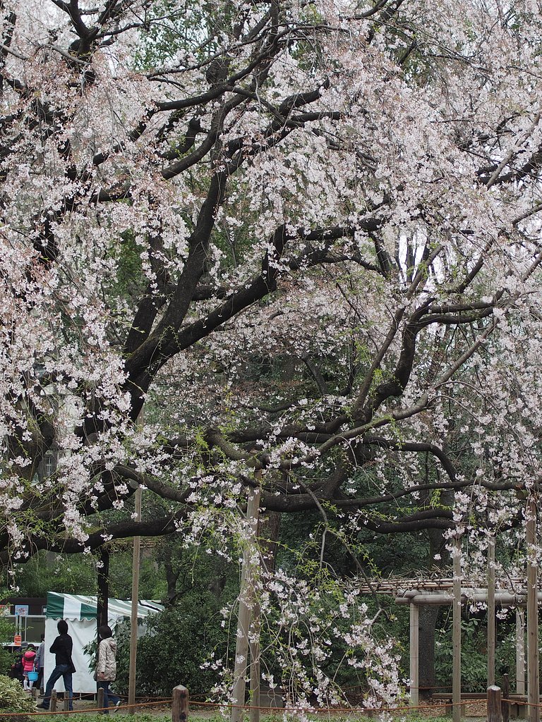 花冷えの六義園