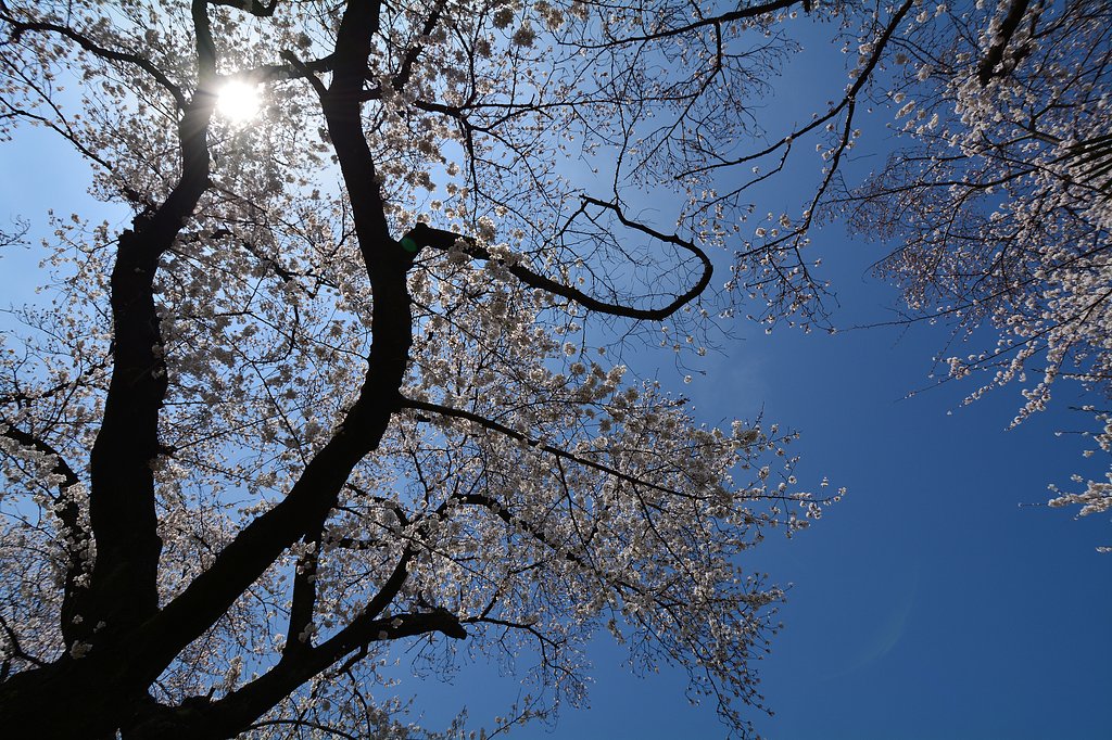 桜咲く