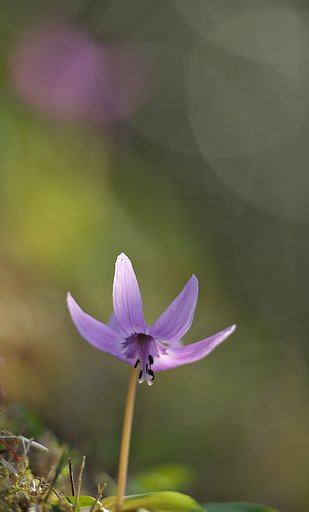 花乙女