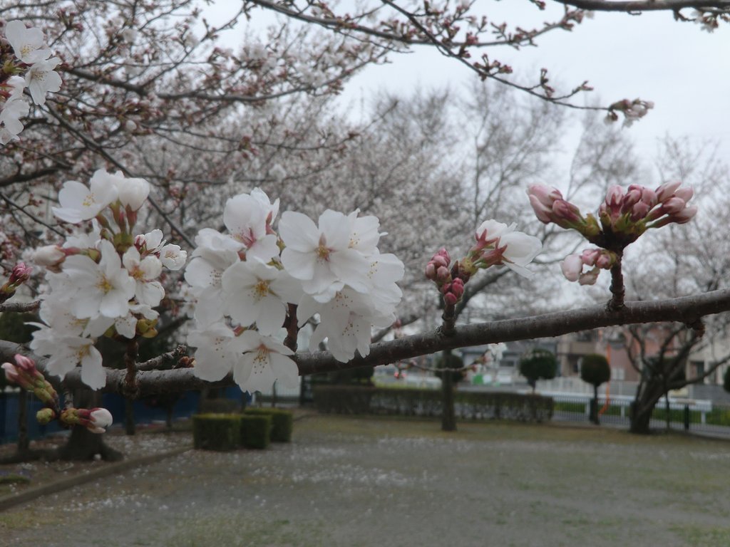 桜