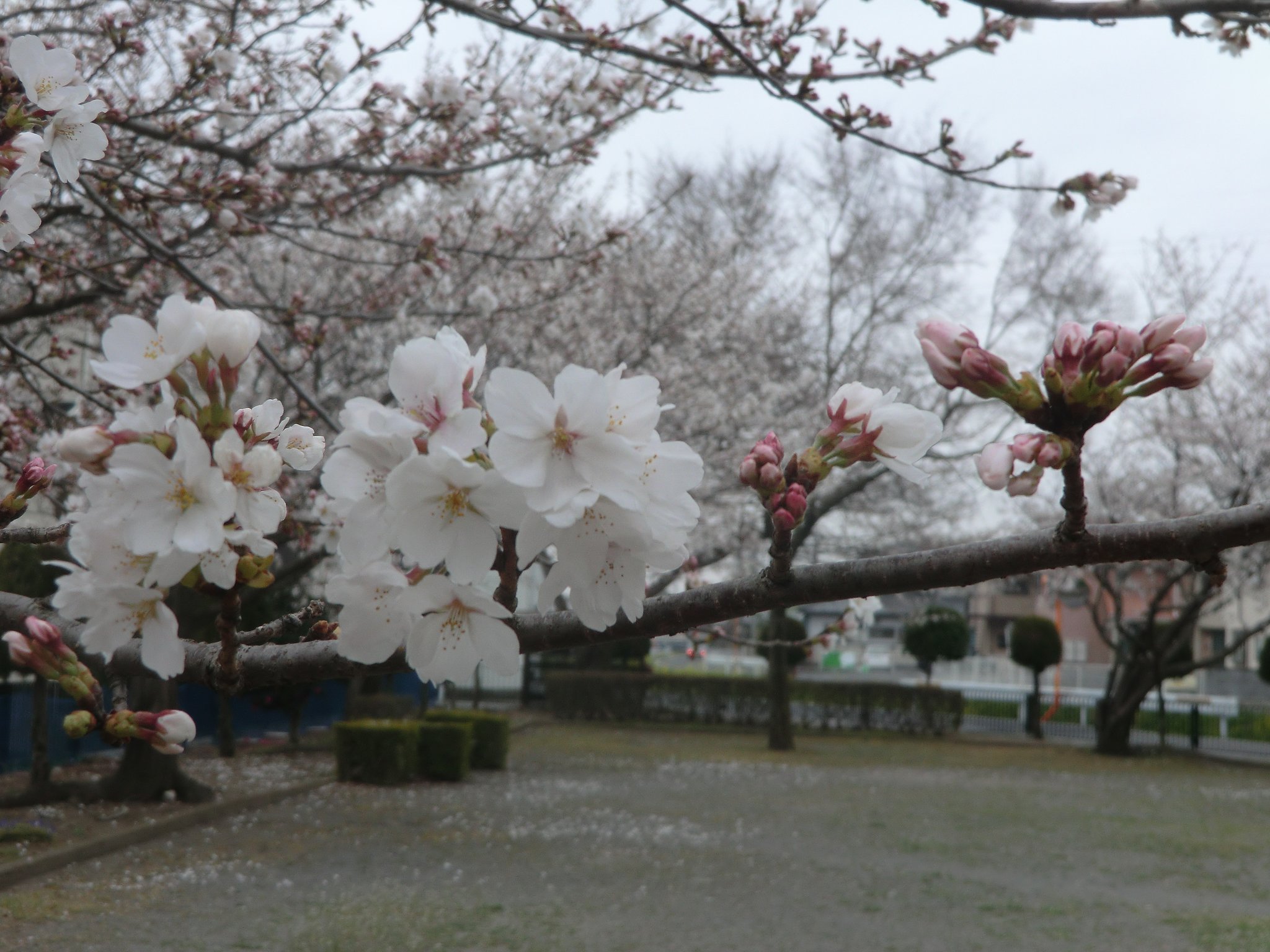 桜