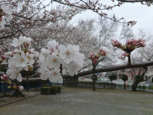桜