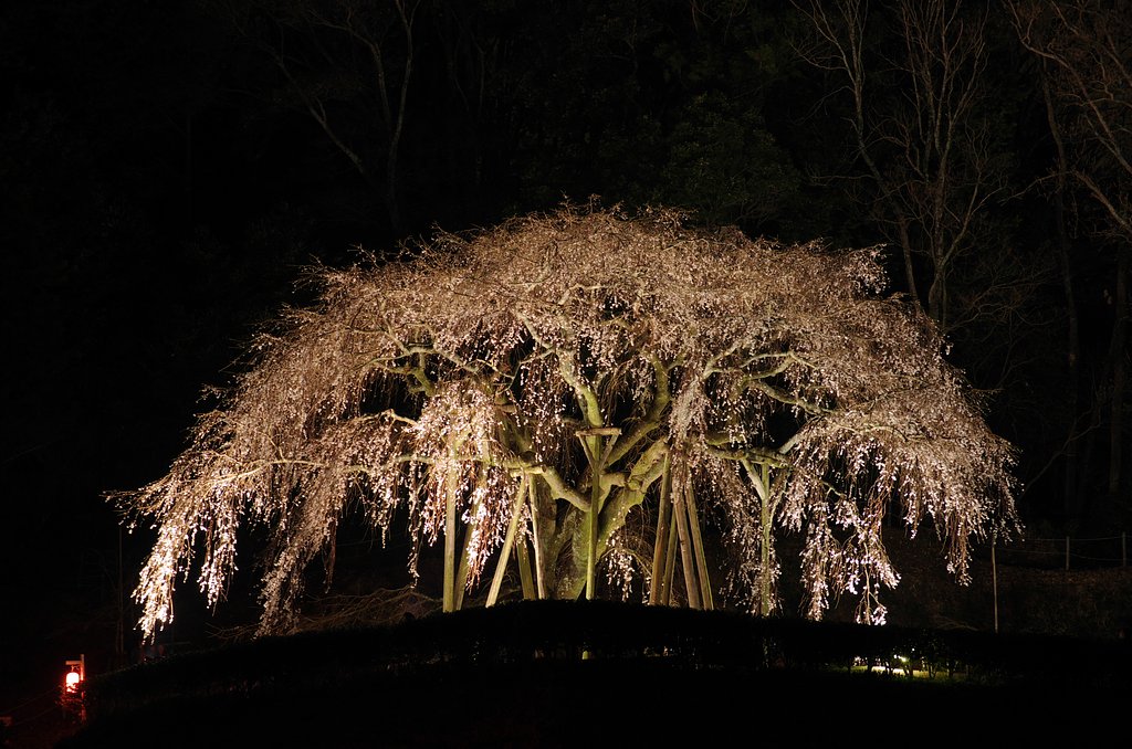 奥山田しだれ桜