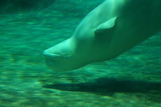 名古屋港水族館にて（2）