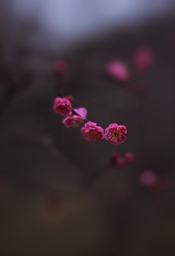 紅梅がチラホラ