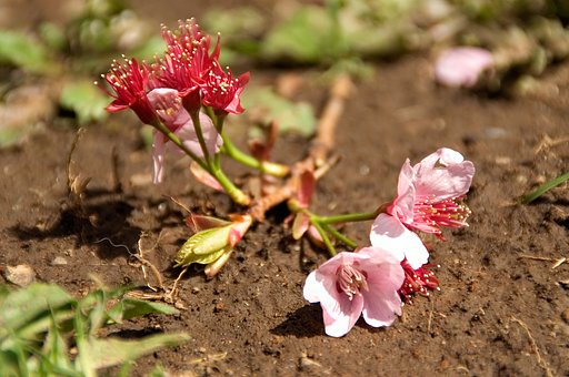 落花狼藉