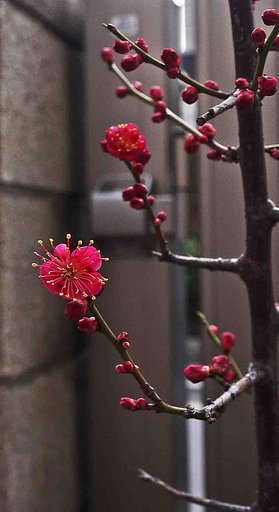 「小さな　春が」