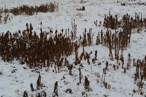 雪の日の枯れ草