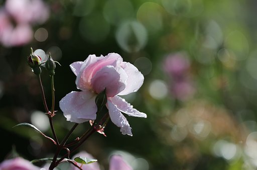 雨上がりの薔薇
