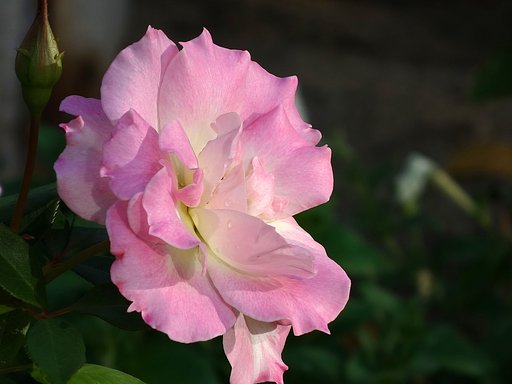 薔薇