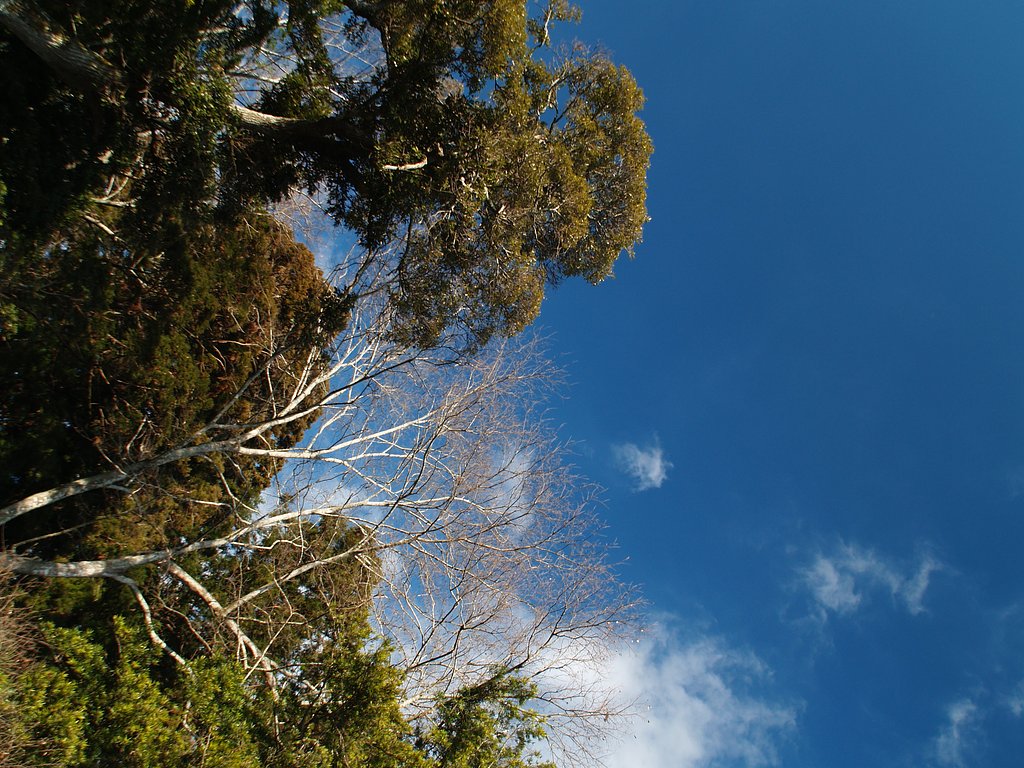森と青空