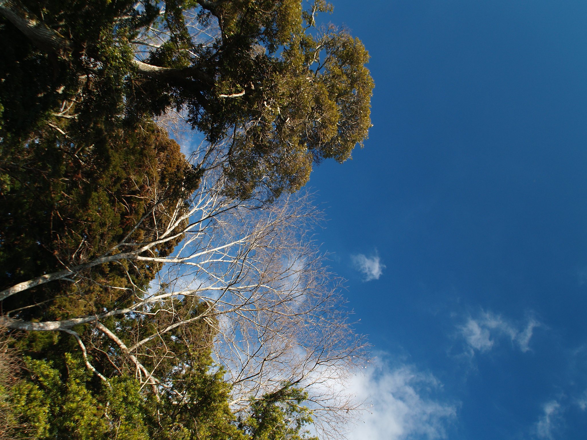 森と青空