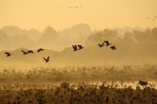 マガン