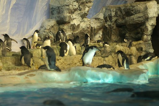 名古屋港水族館にて（4）