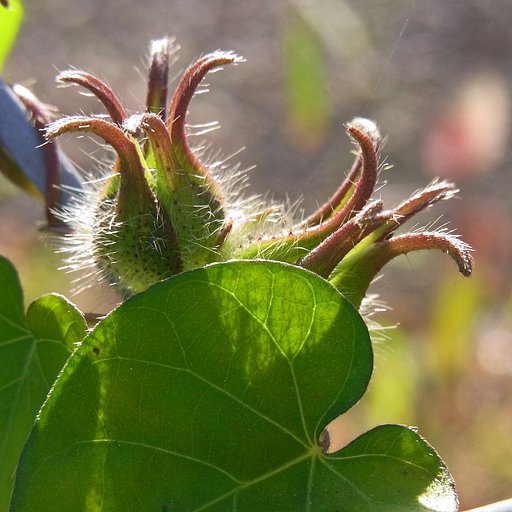 花じゃないけど
